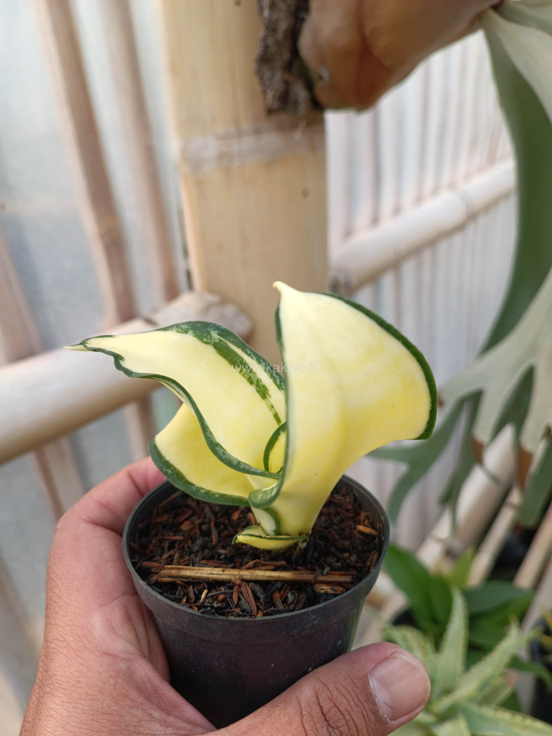 1042. Sansevieria Golden Wendy Mutation - Image 10