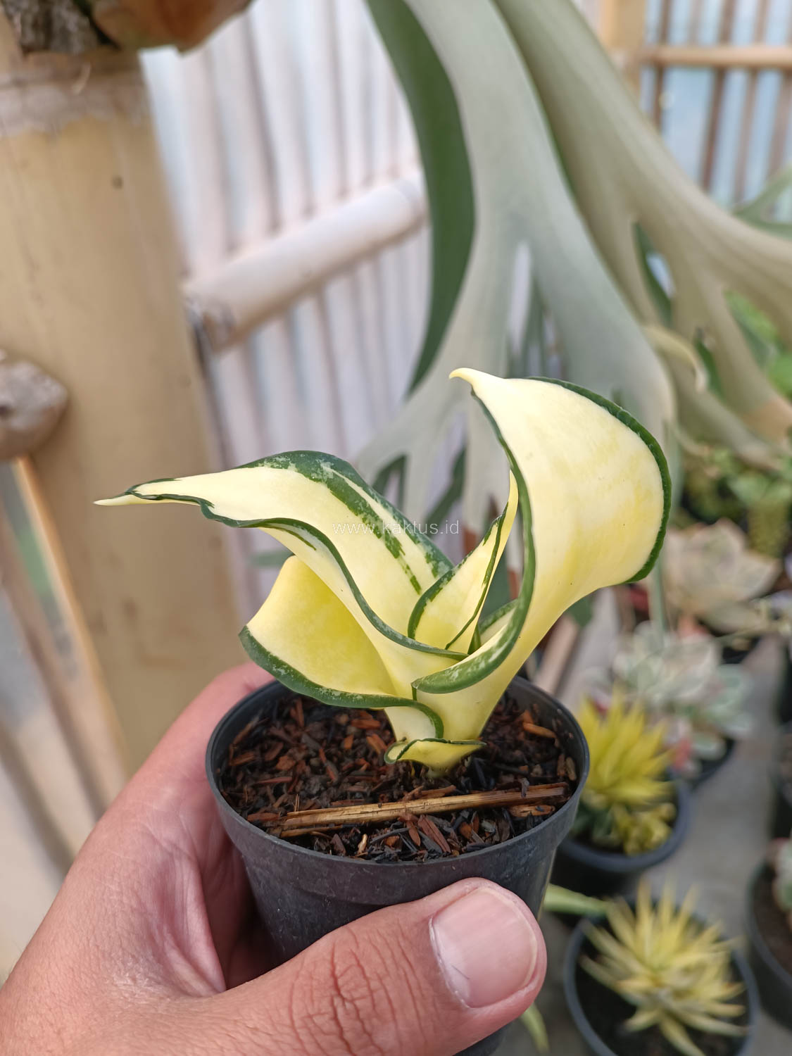 1042. Sansevieria Golden Wendy Mutation - Image 3
