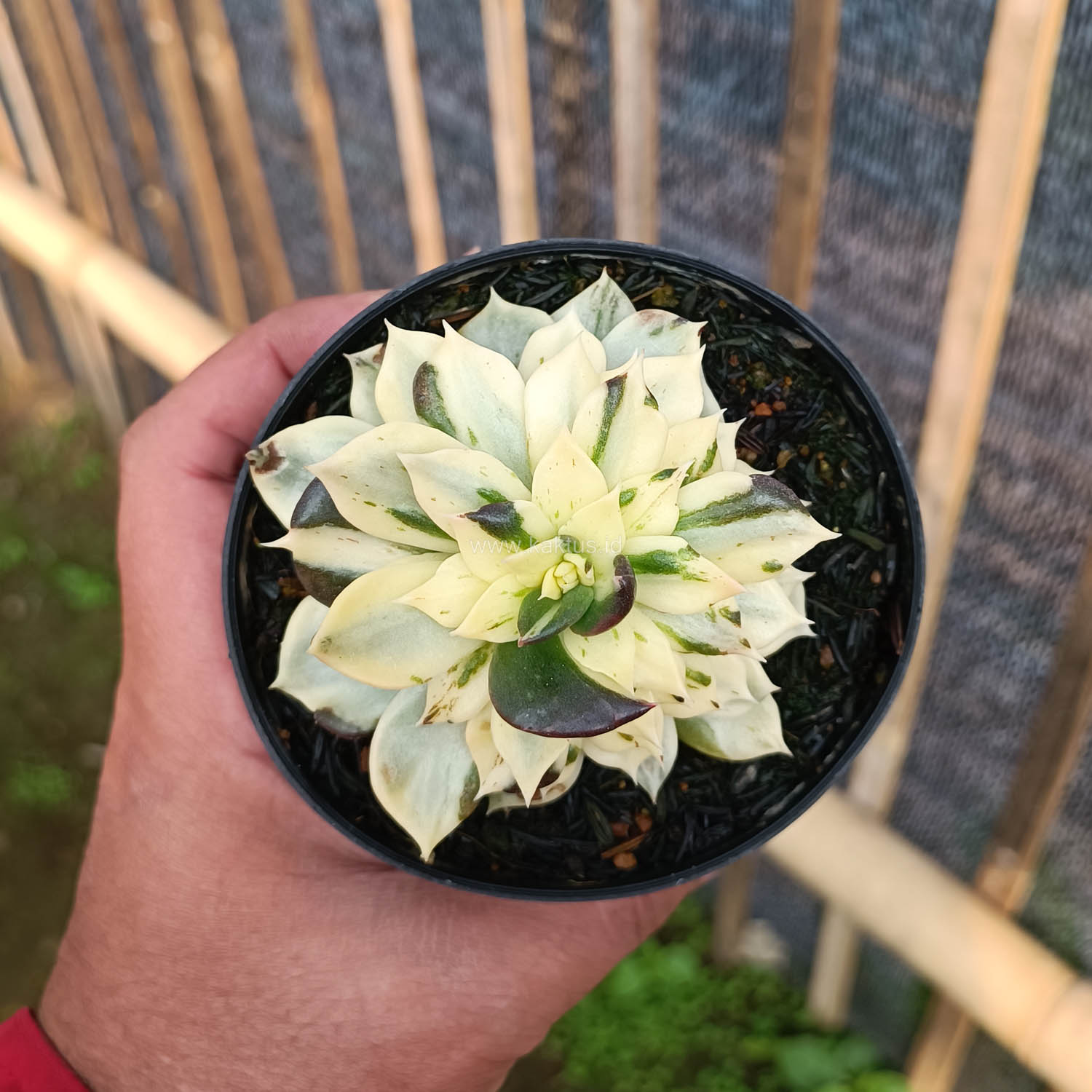 1043. Echeveria White Prince Mutation - Image 4