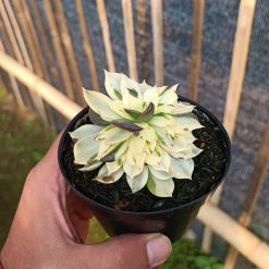 Alternative view of 1043. Echeveria White Prince Mutation