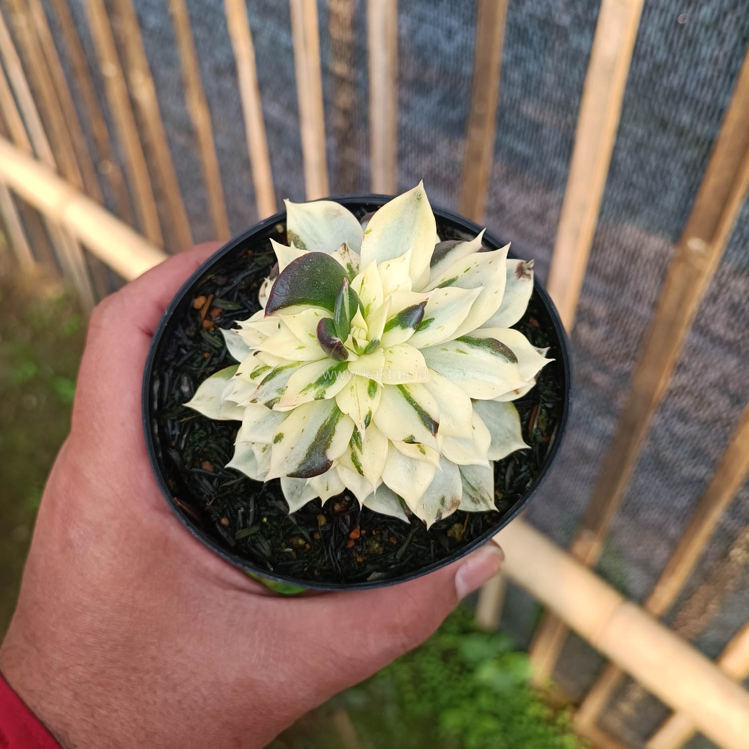 1043. Echeveria White Prince Mutation - Image 5