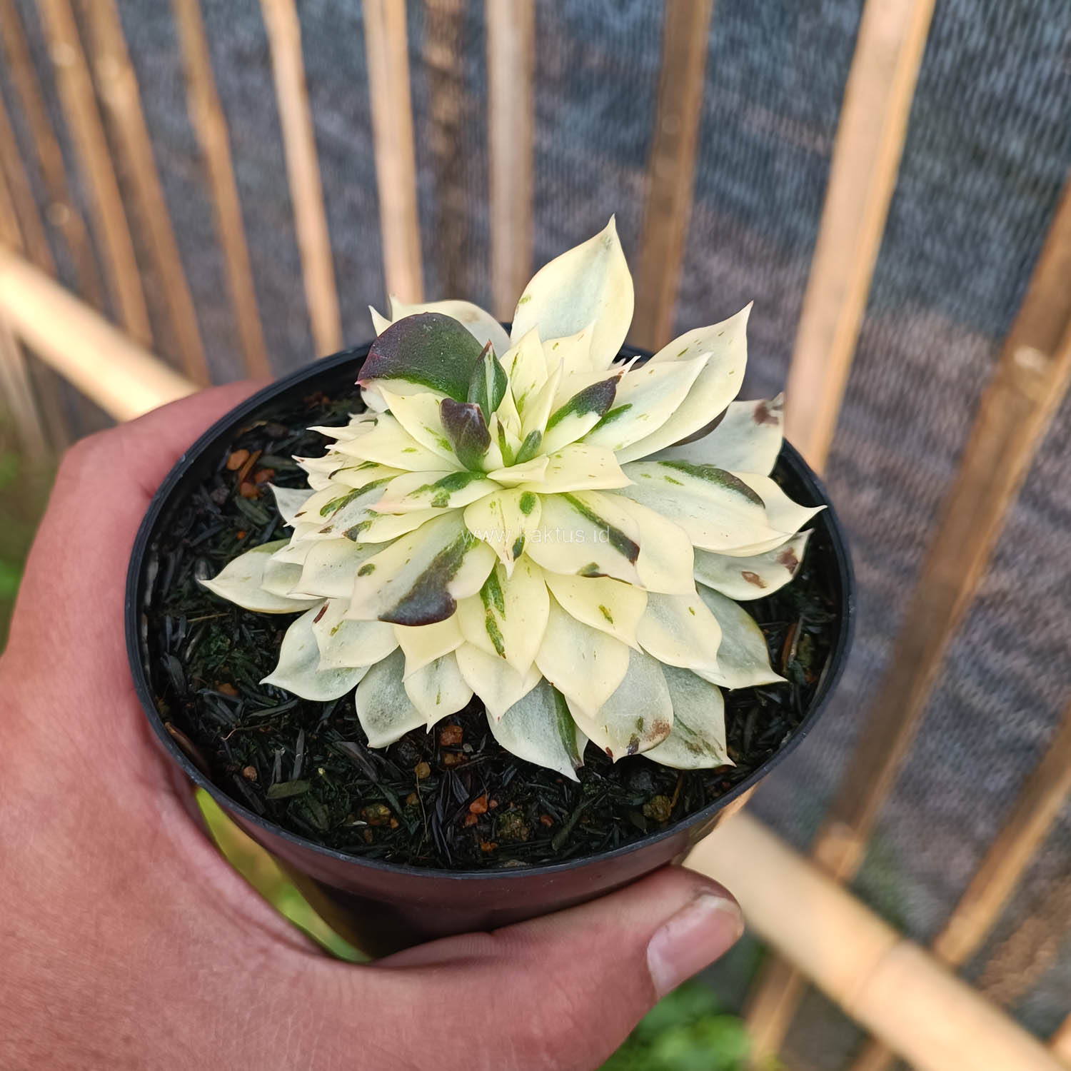 1043. Echeveria White Prince Mutation - Image 3