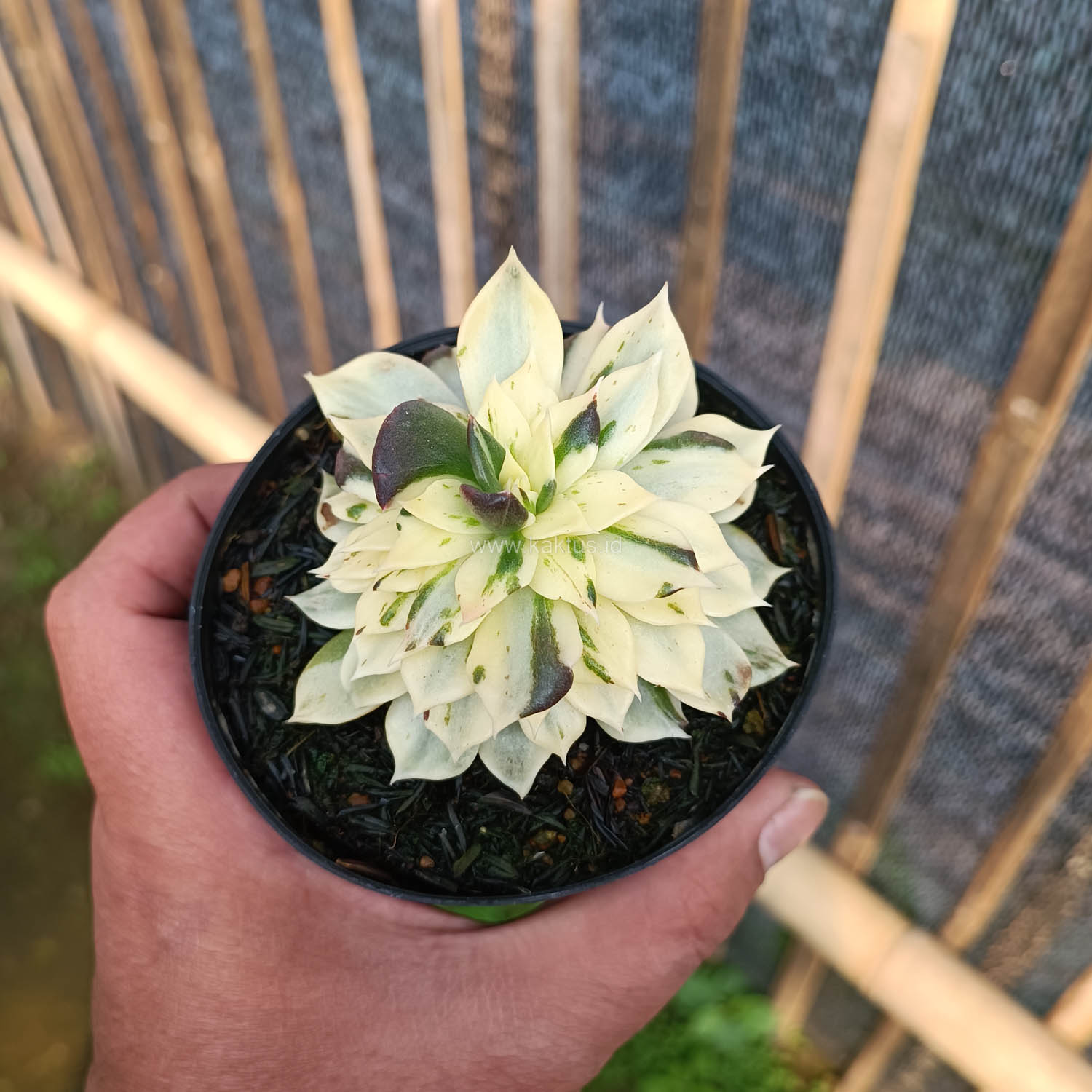 1043. Echeveria White Prince Mutation - Image 9