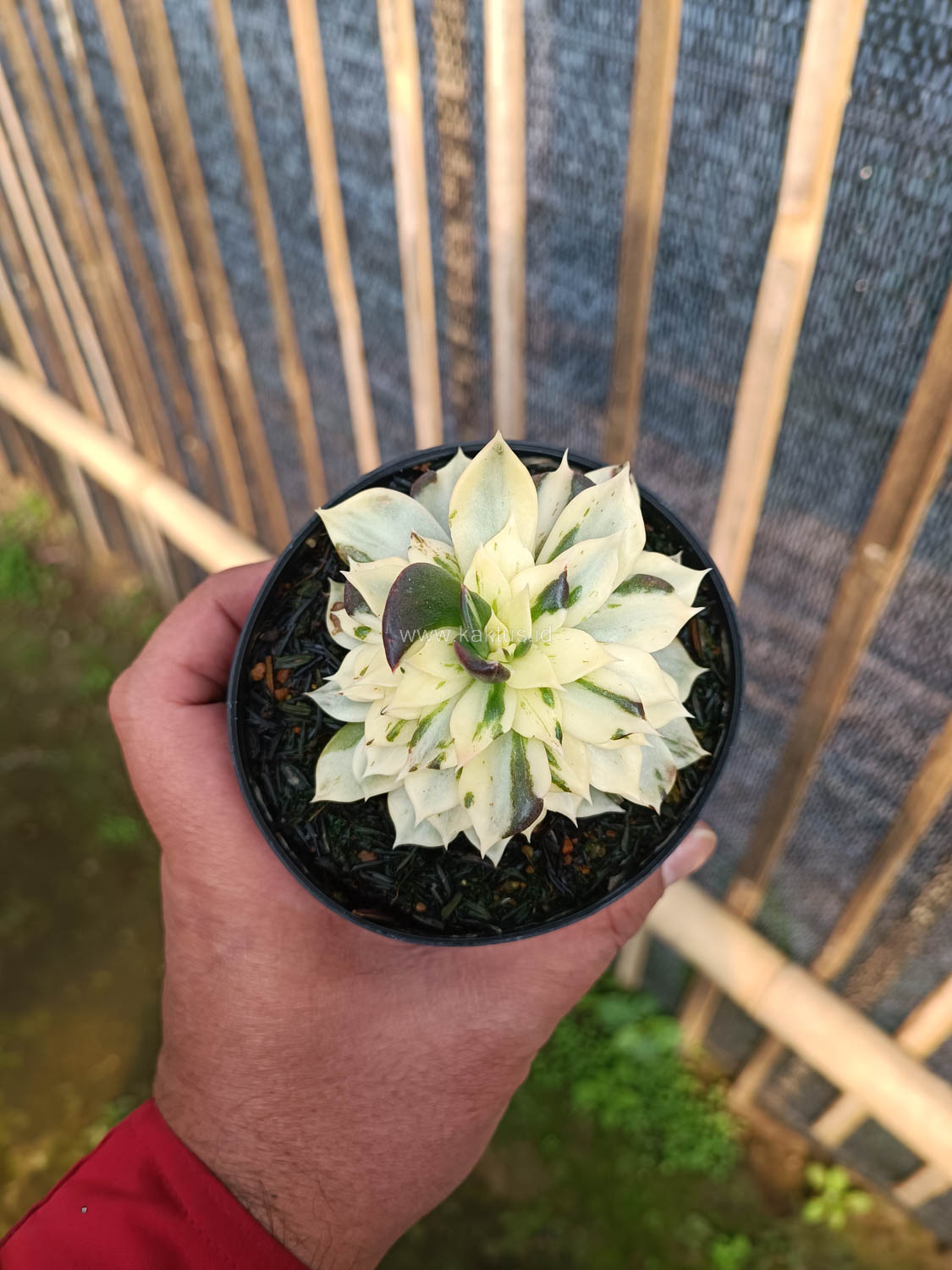 1043. Echeveria White Prince Mutation - Image 8