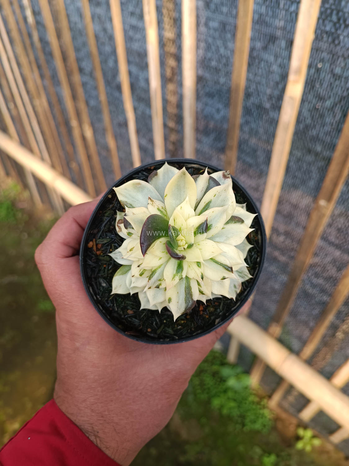 1043. Echeveria White Prince Mutation - Image 7