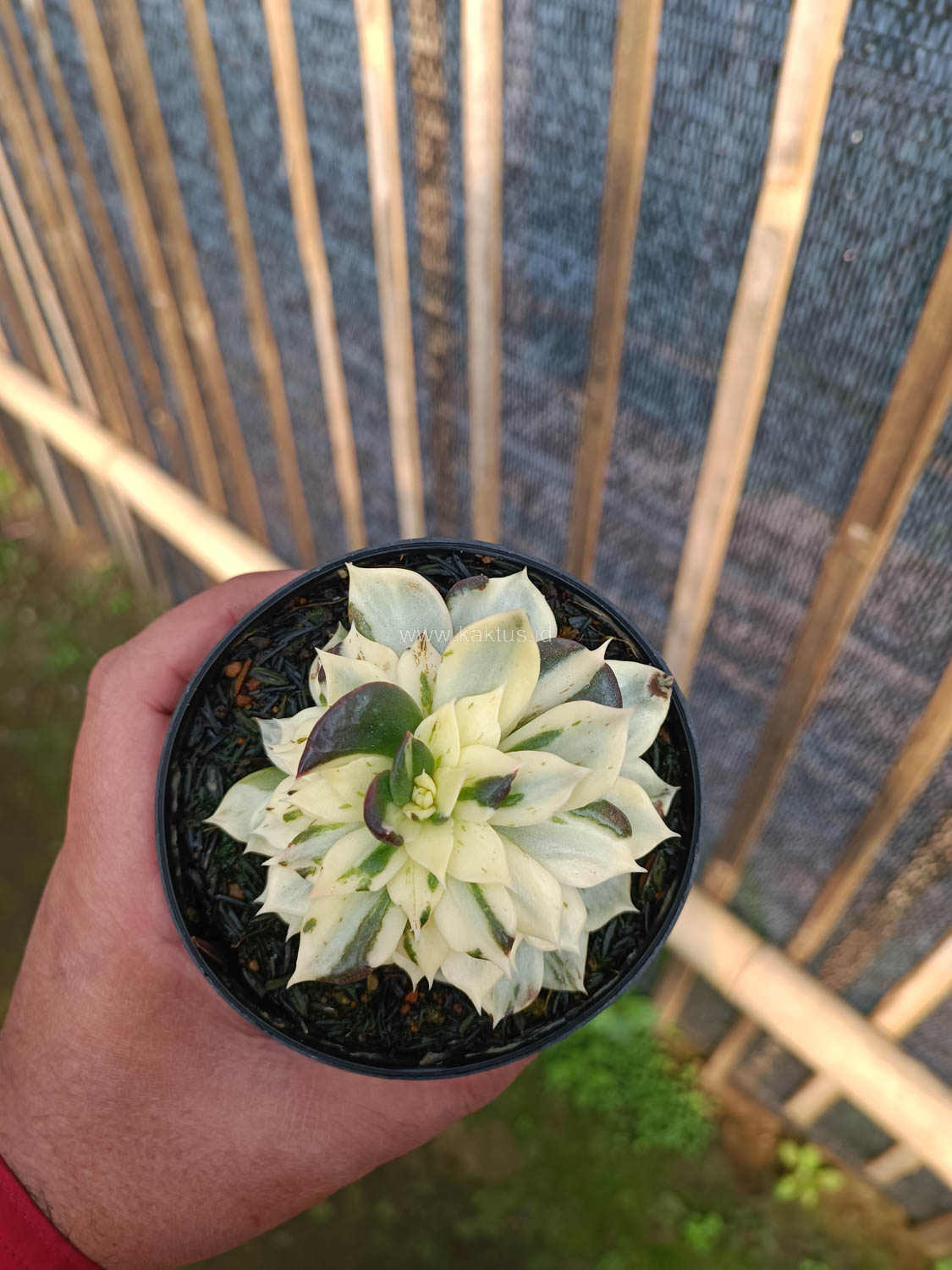 1043. Echeveria White Prince Mutation - Image 10
