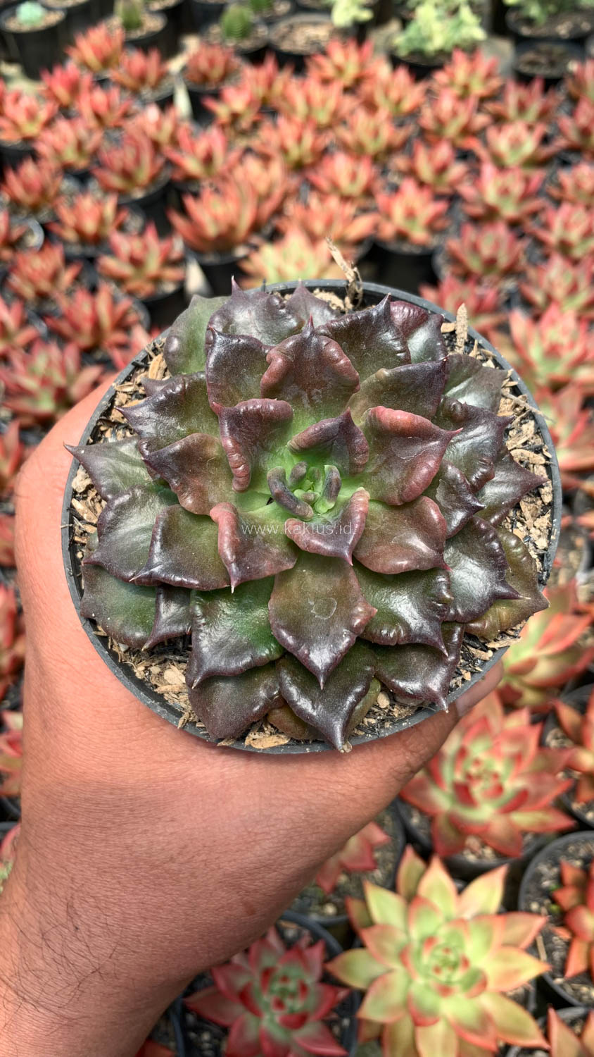 1044. Echeveria Black Madiba - Image 3