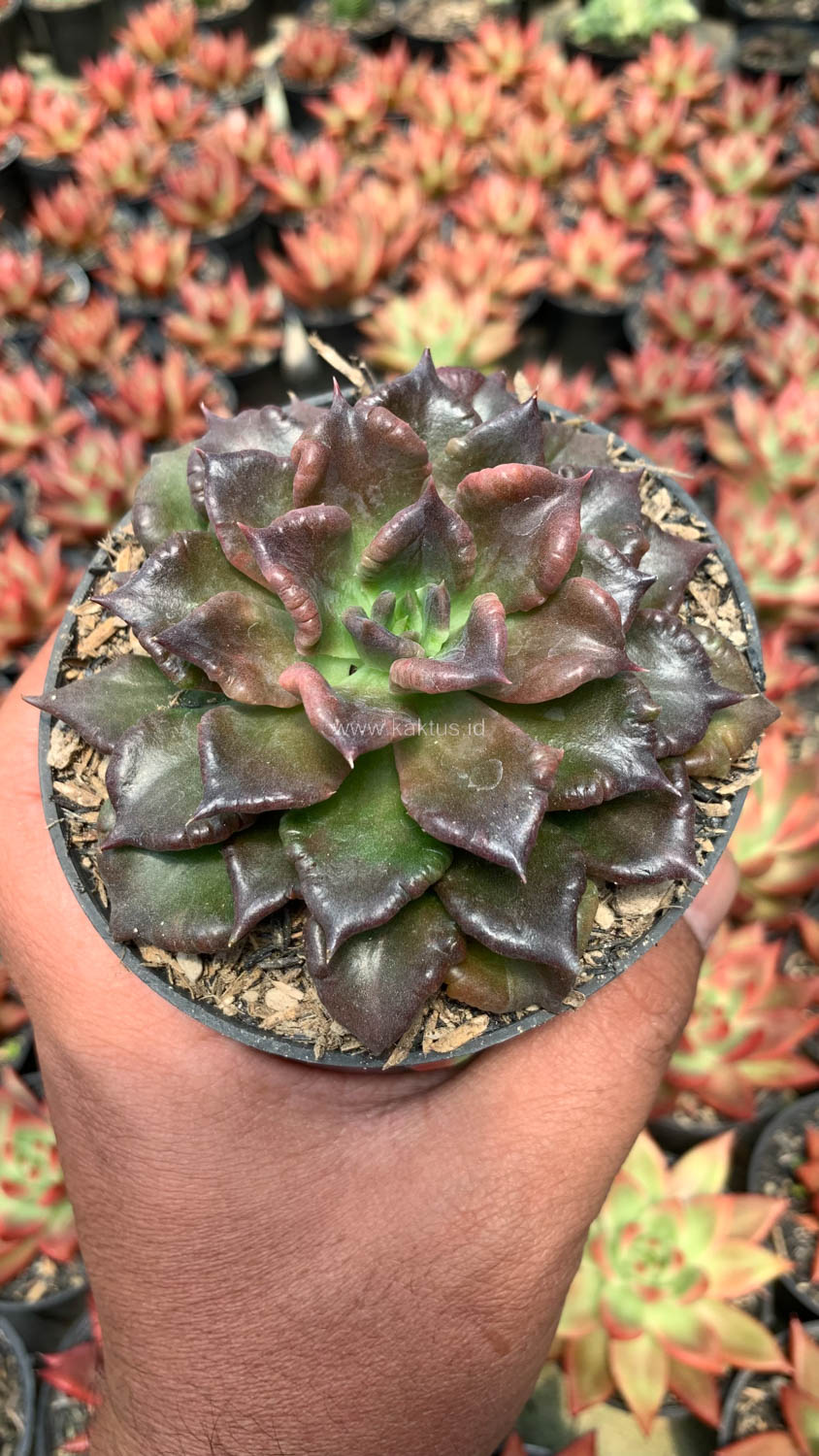 1044. Echeveria Black Madiba - Image 4