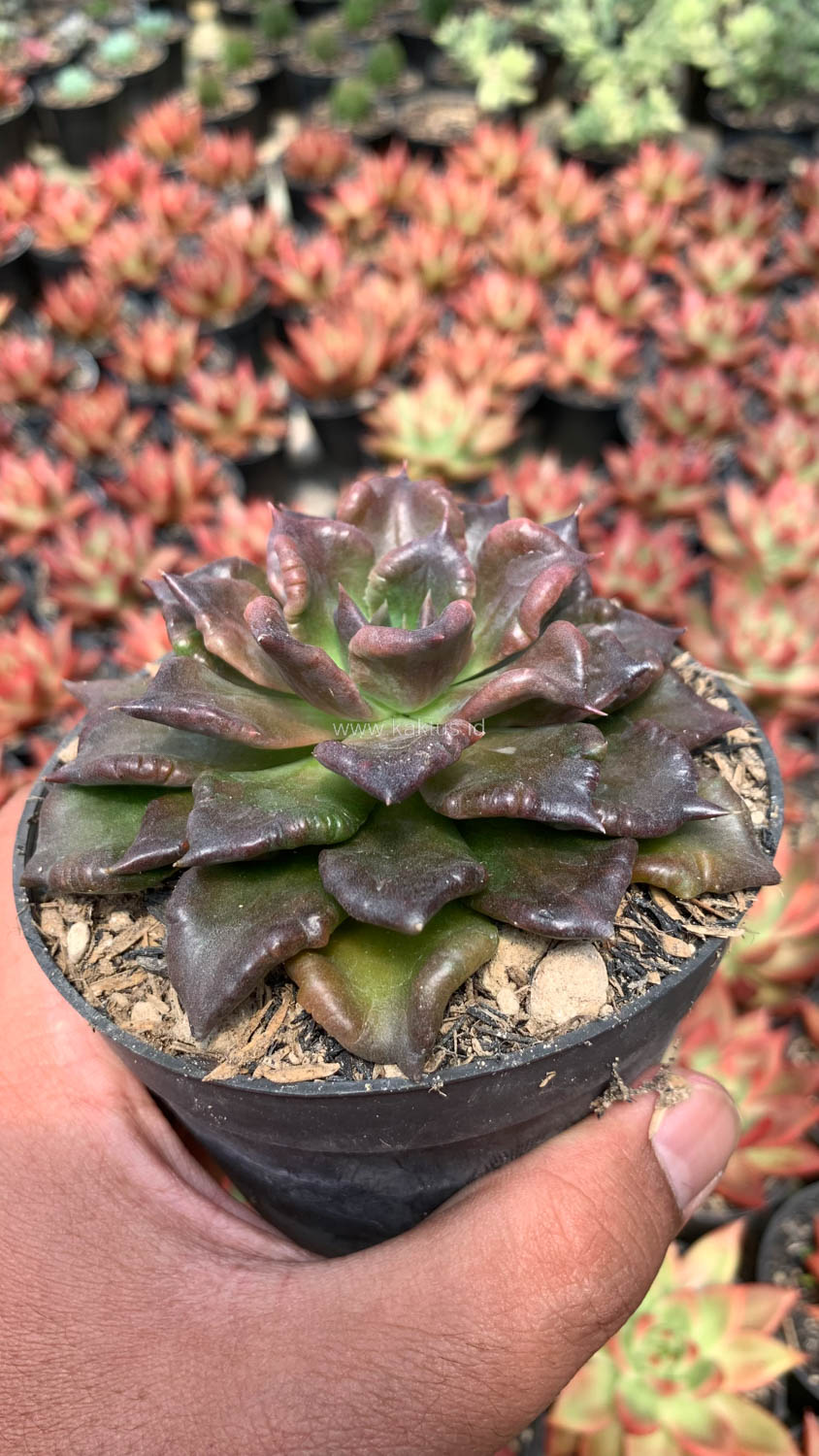 1044. Echeveria Black Madiba - Image 5