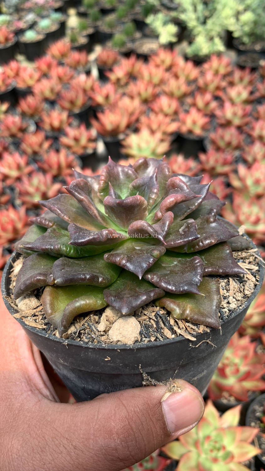 1044. Echeveria Black Madiba - Image 6