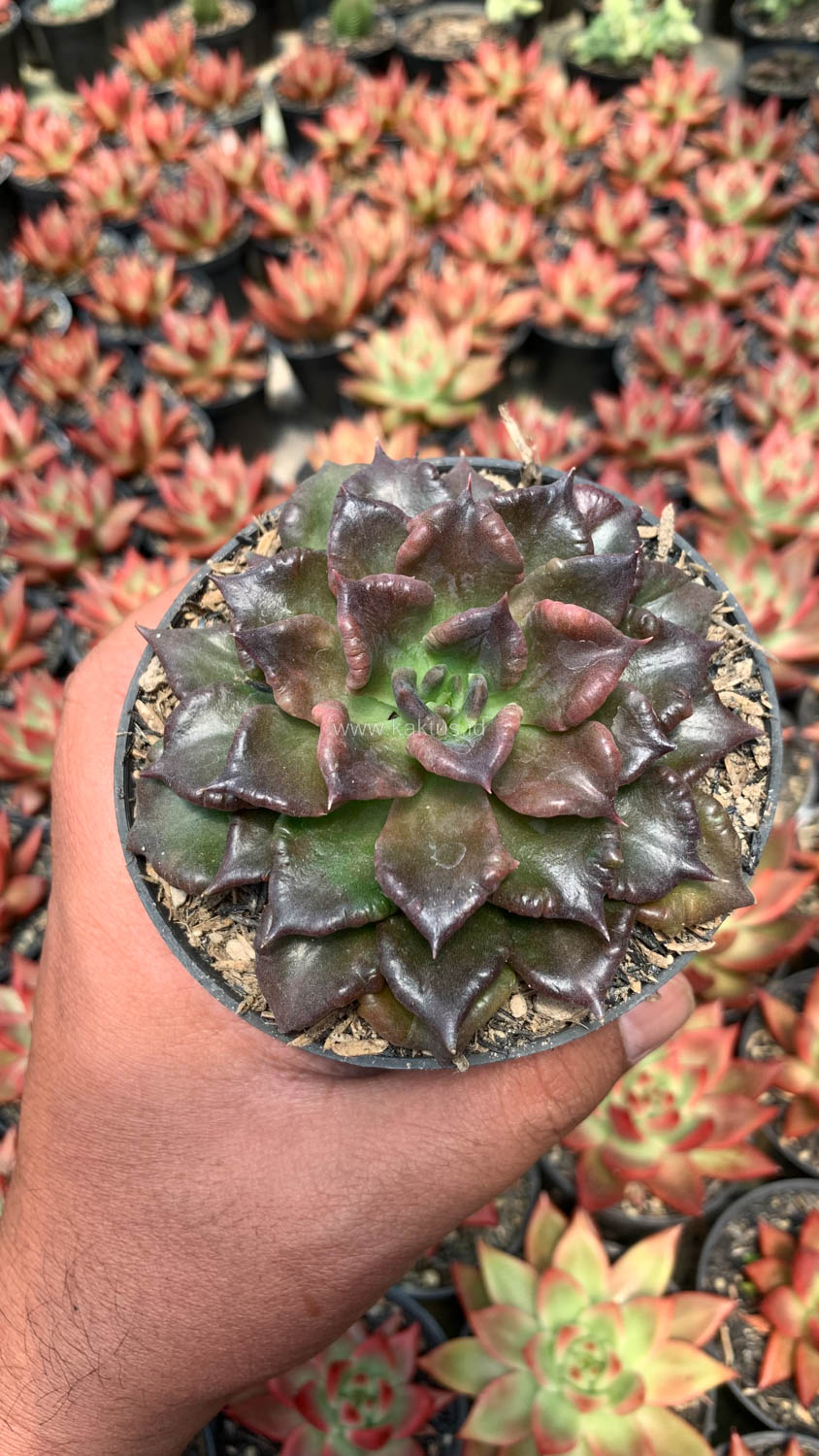 1044. Echeveria Black Madiba - Image 2