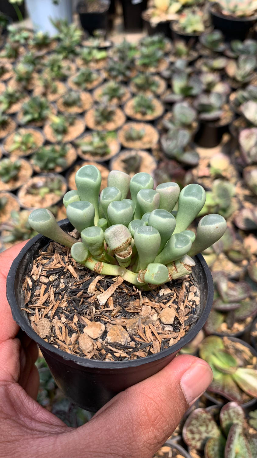 1045. Fenestraria Rhopalophylla 'Baby Toes' - Image 3