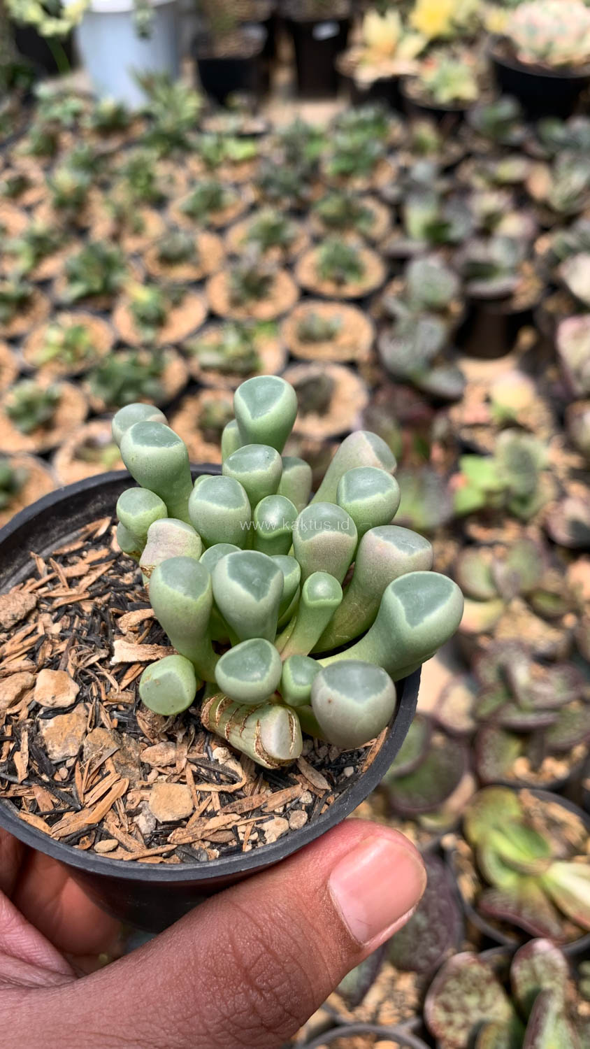 1045. Fenestraria Rhopalophylla 'Baby Toes' - Image 4