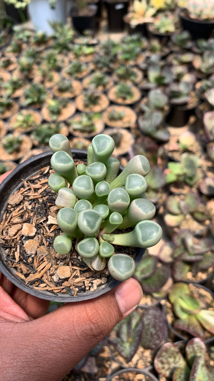 1045. Fenestraria Rhopalophylla 'Baby Toes' - Image 5