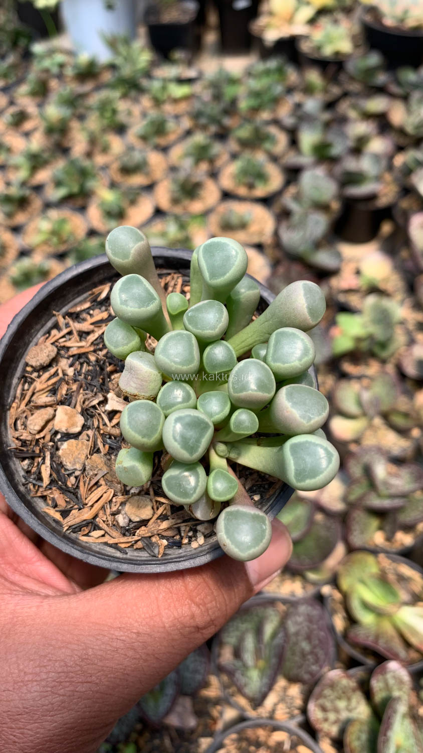 1045. Fenestraria Rhopalophylla 'Baby Toes' - Image 6