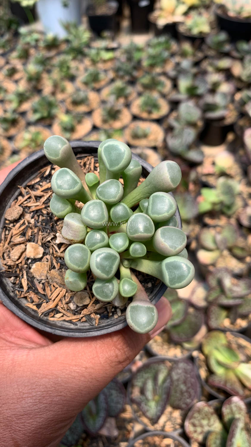 1045. Fenestraria Rhopalophylla 'Baby Toes' - Image 7