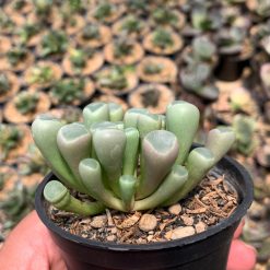 Alternative view of 1045. Fenestraria Rhopalophylla 'Baby Toes'