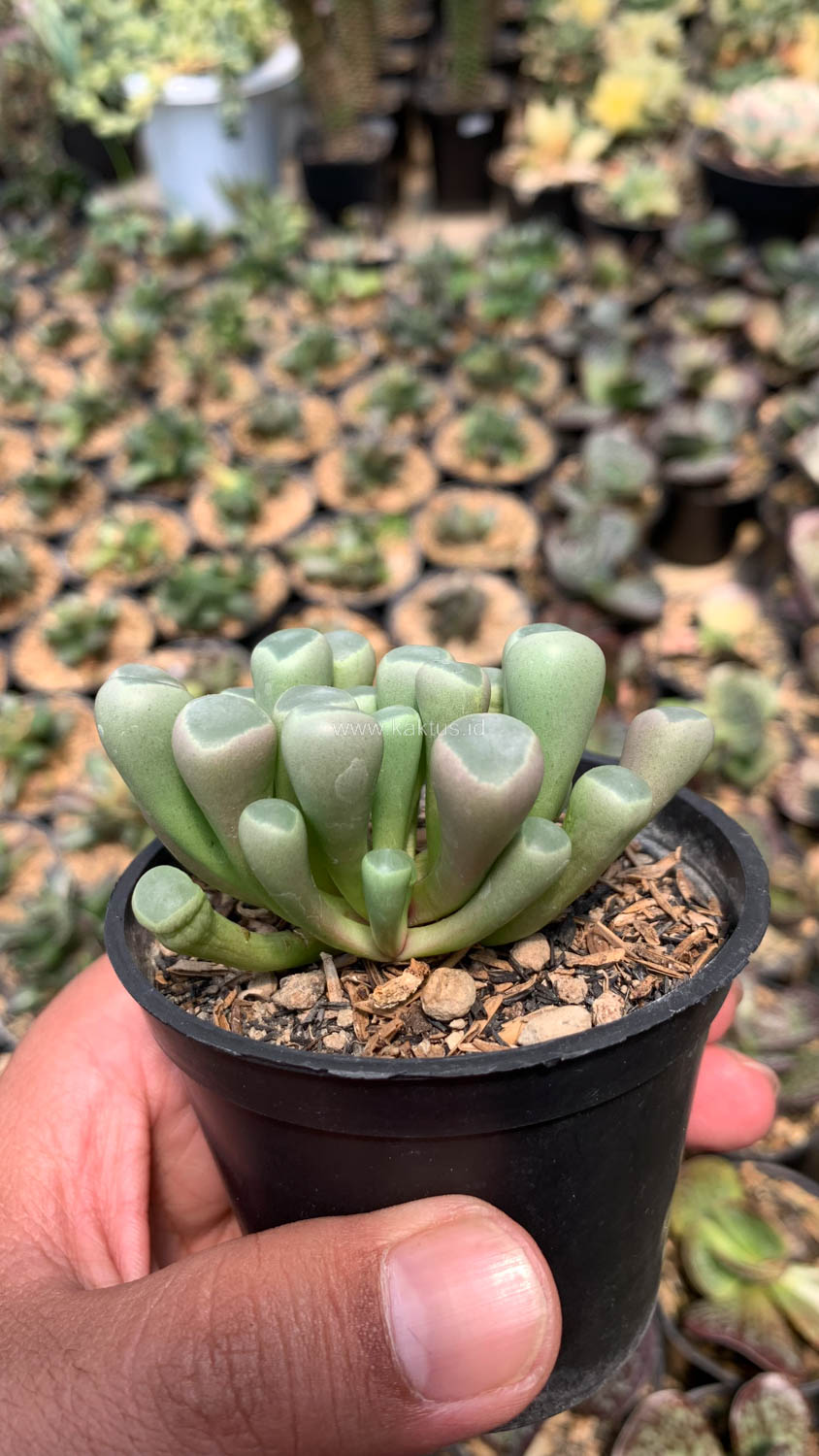 1045. Fenestraria Rhopalophylla 'Baby Toes' - Image 2