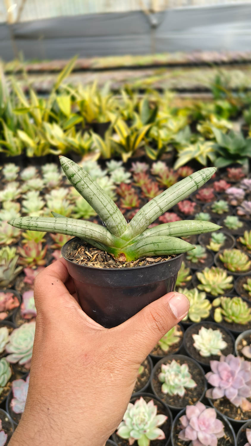 1046. Sansevieria Boncel Platinum - Image 10