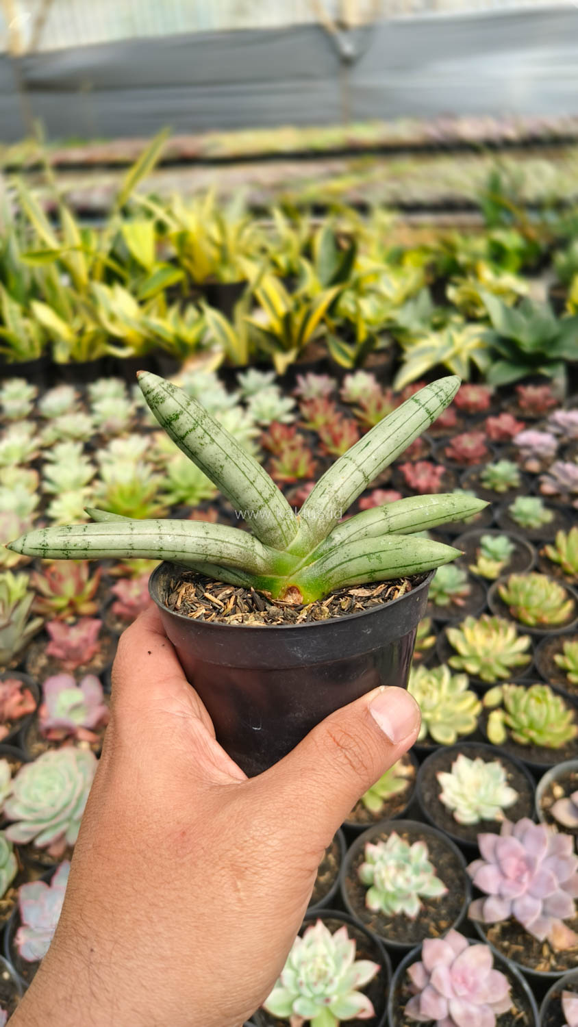 1046. Sansevieria Boncel Platinum - Image 11