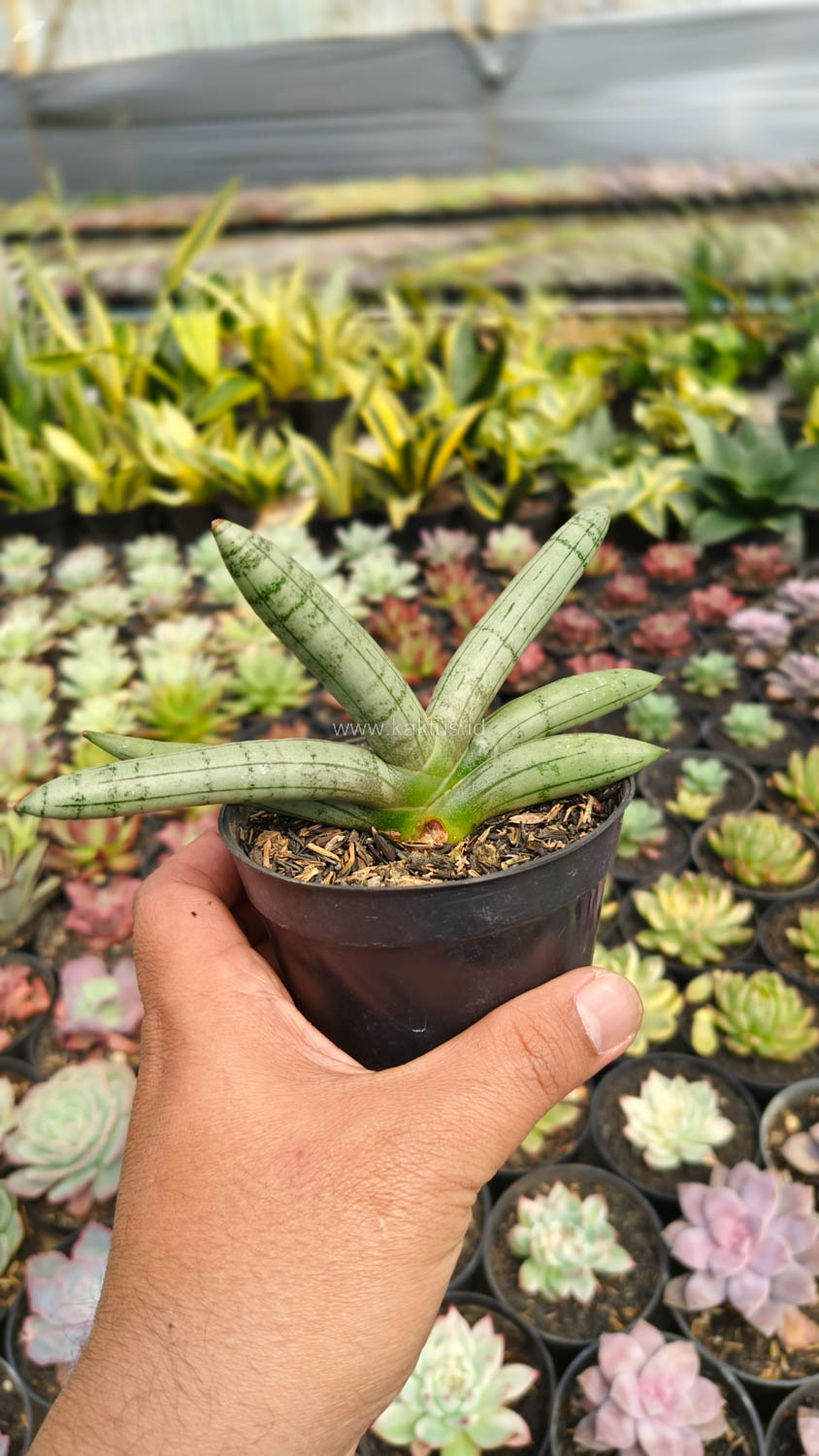1046. Sansevieria Boncel Platinum - Image 12