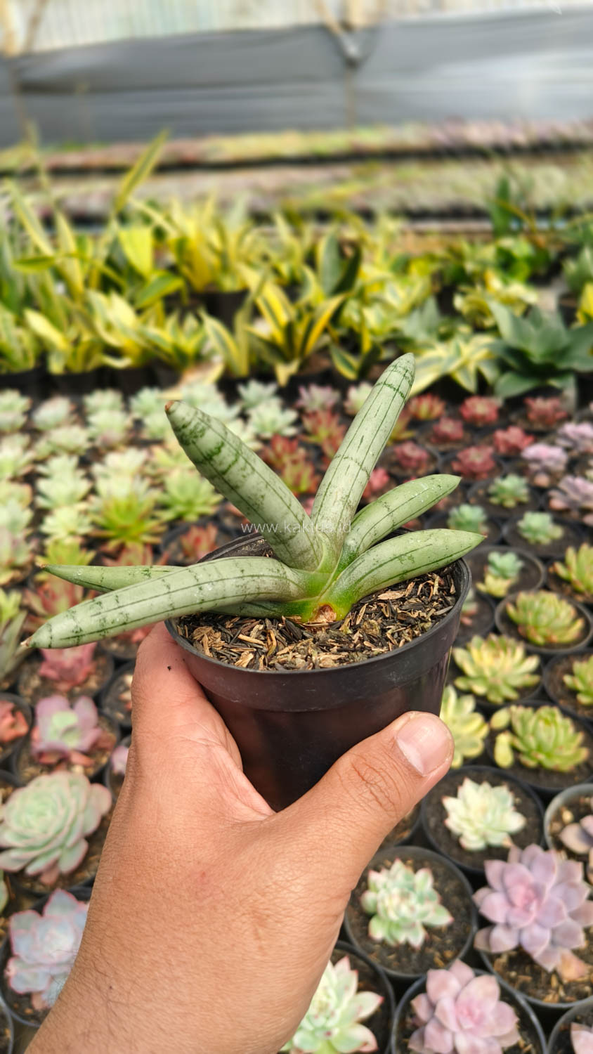 1046. Sansevieria Boncel Platinum - Image 13