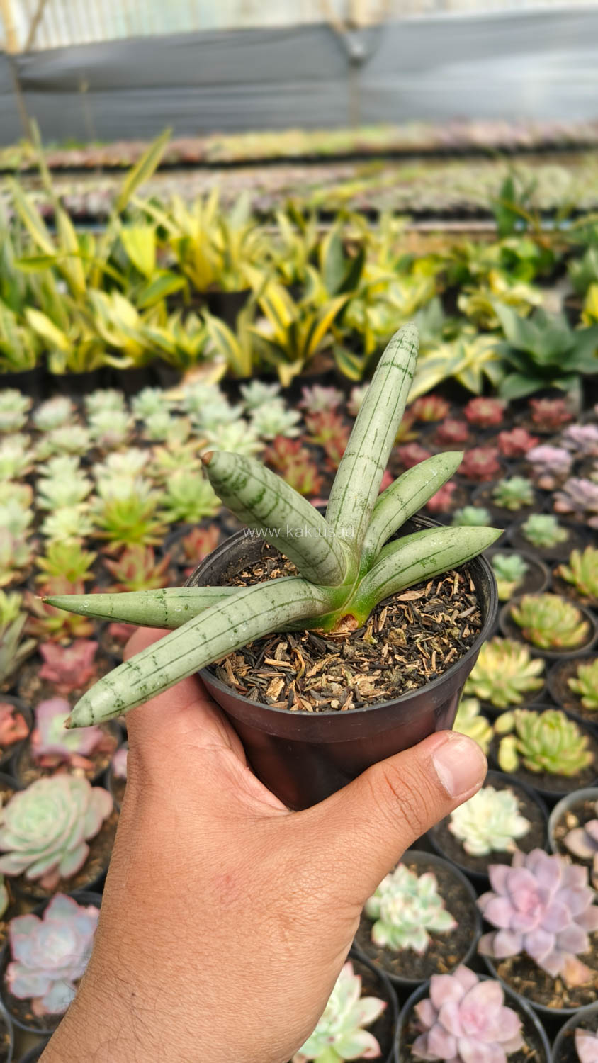 1046. Sansevieria Boncel Platinum - Image 14