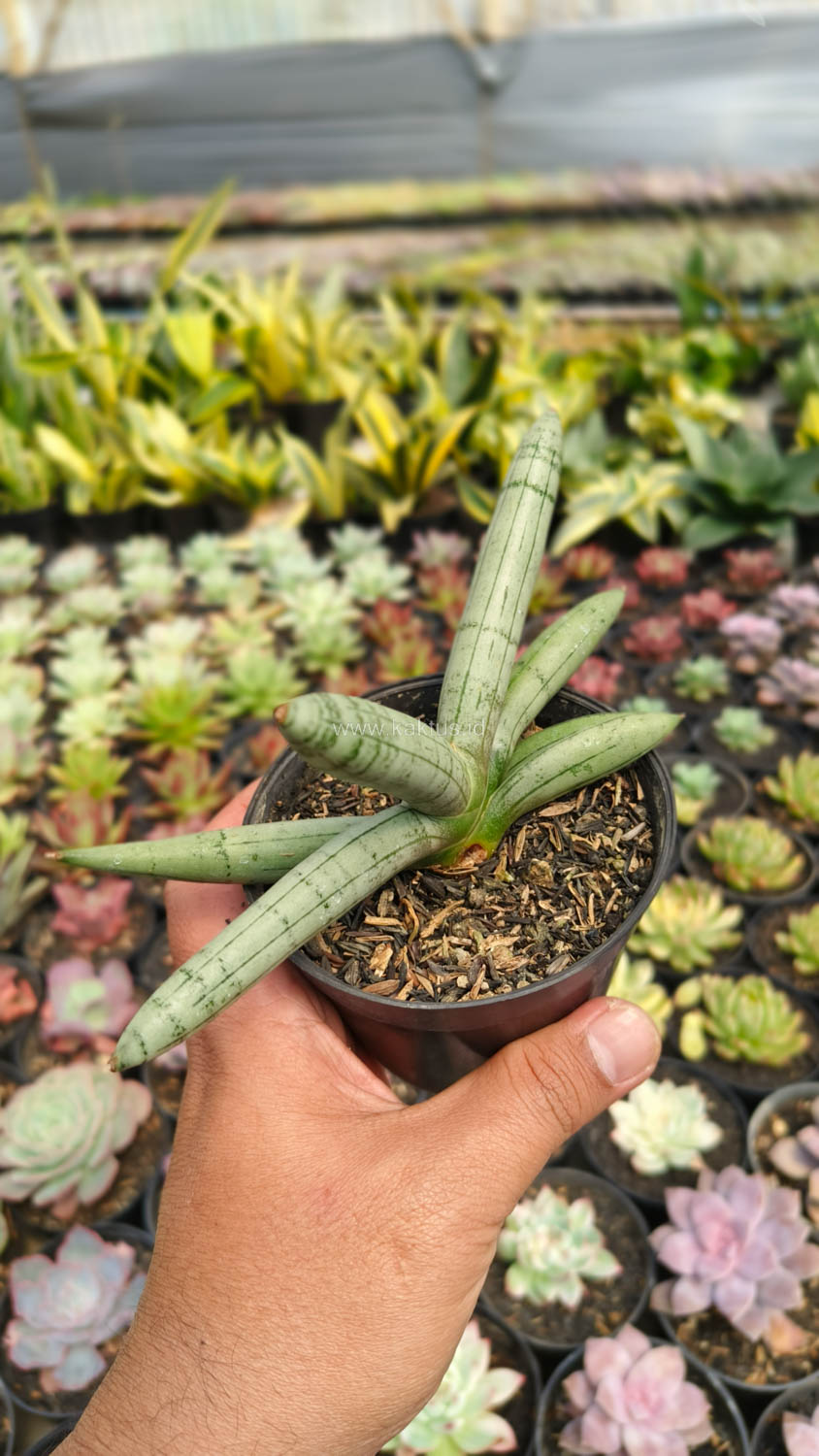 1046. Sansevieria Boncel Platinum - Image 15