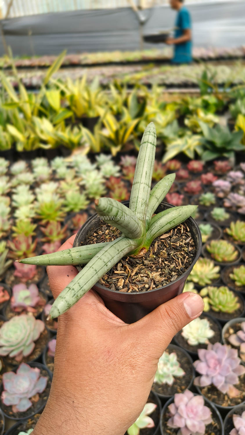 1046. Sansevieria Boncel Platinum - Image 16