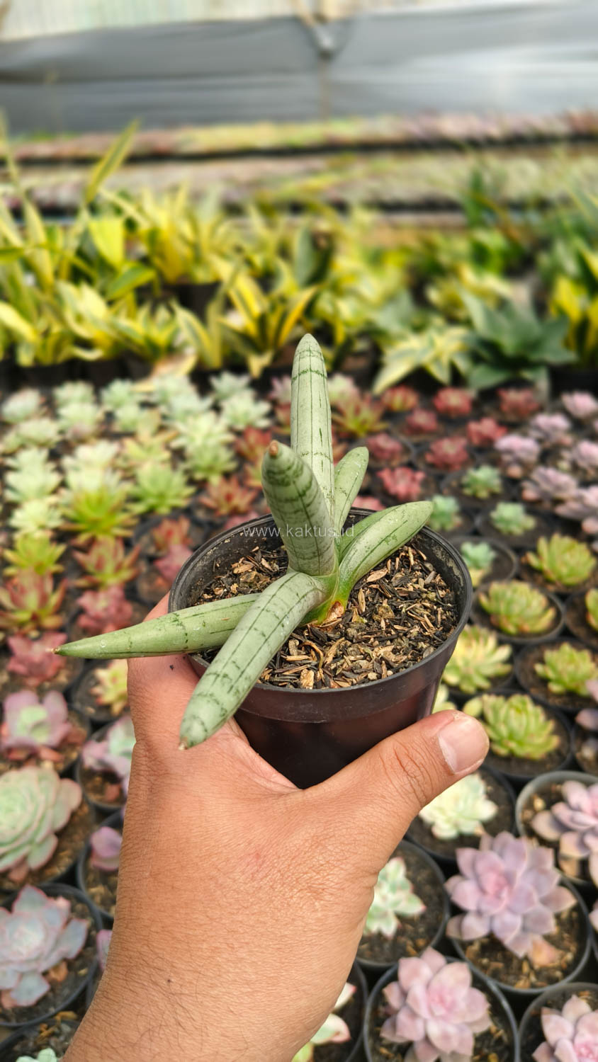 1046. Sansevieria Boncel Platinum - Image 17