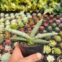Alternative view of 1046. Sansevieria Boncel Platinum