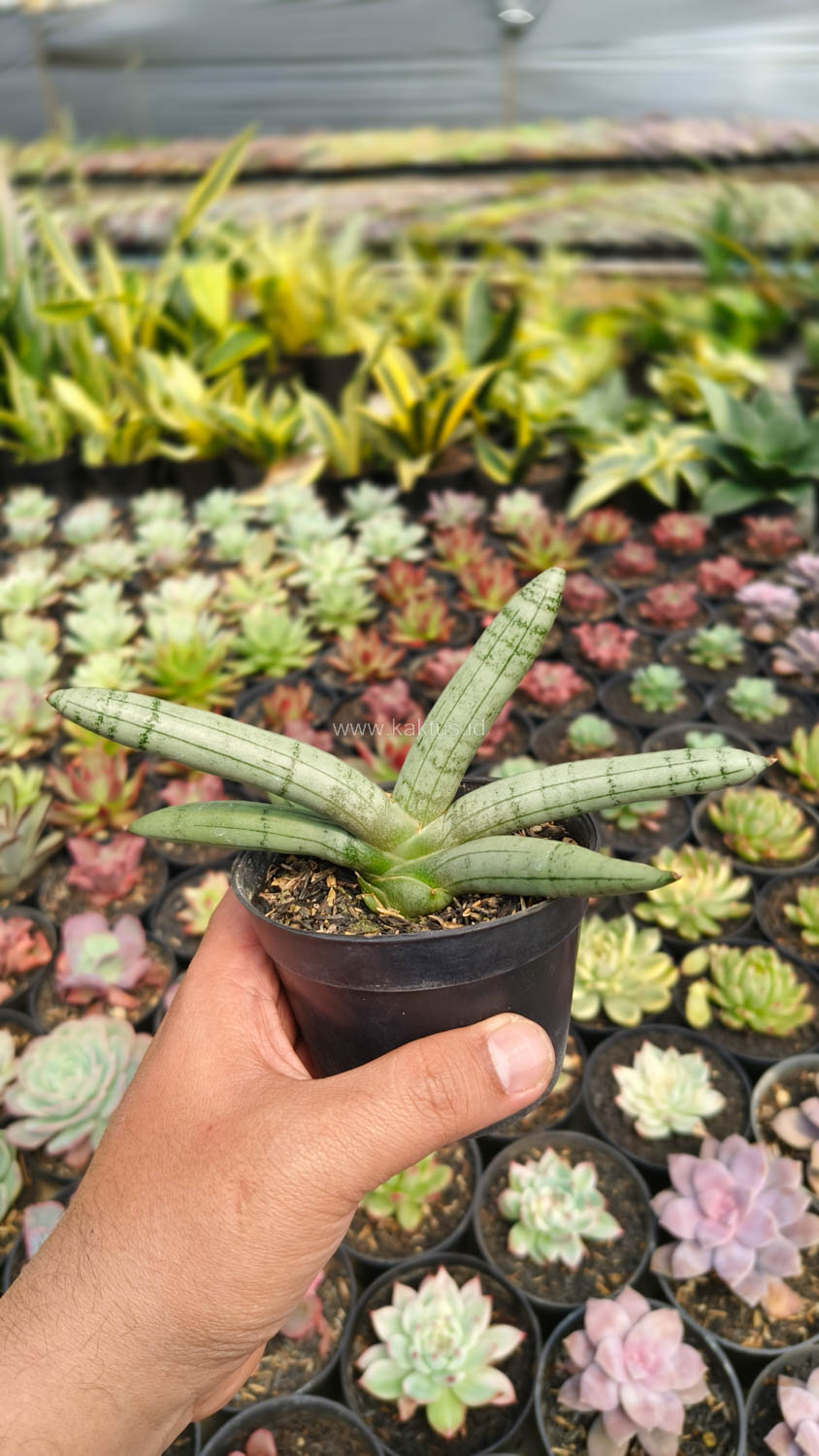 1046. Sansevieria Boncel Platinum - Image 2