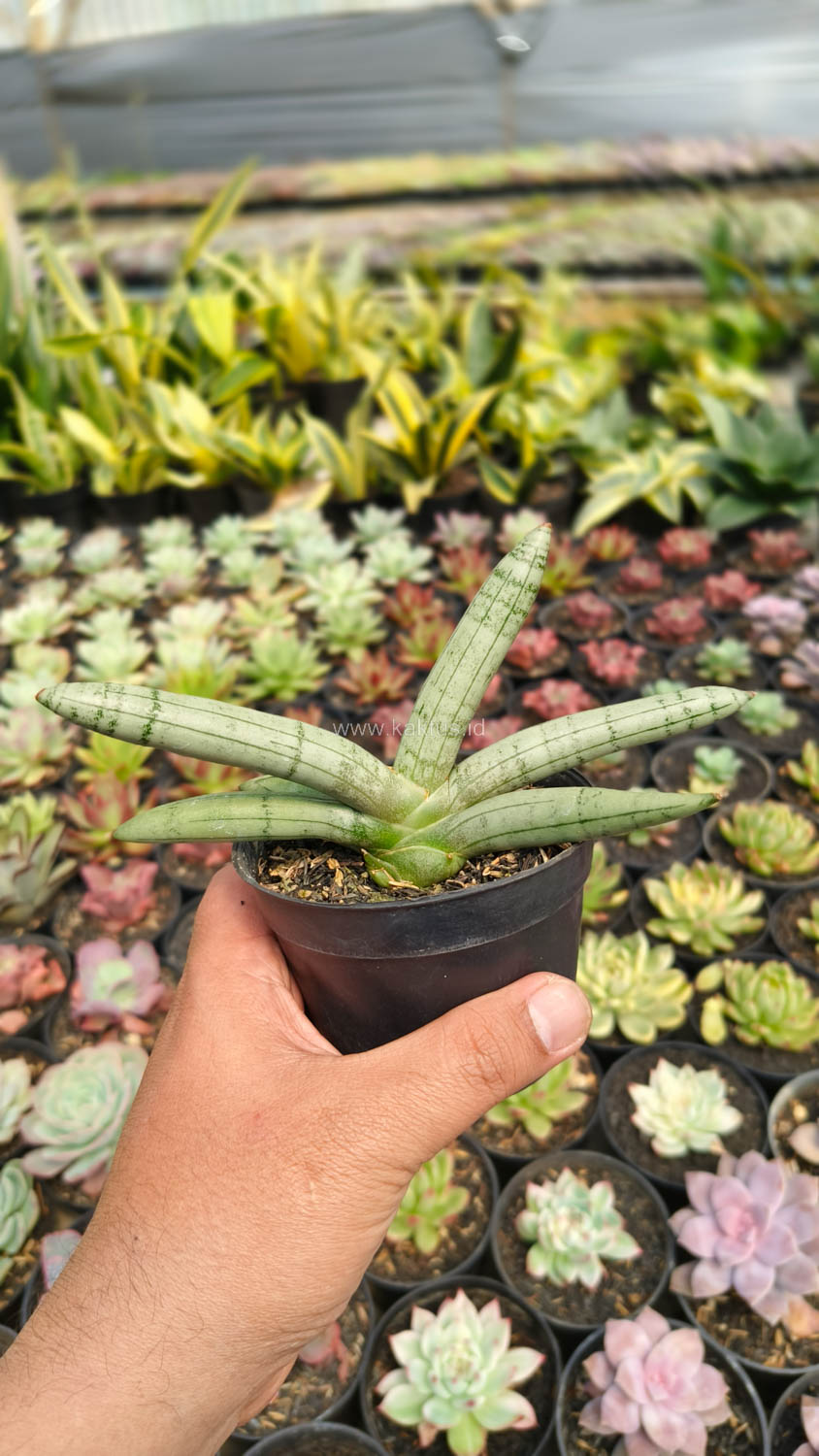 1046. Sansevieria Boncel Platinum - Image 3