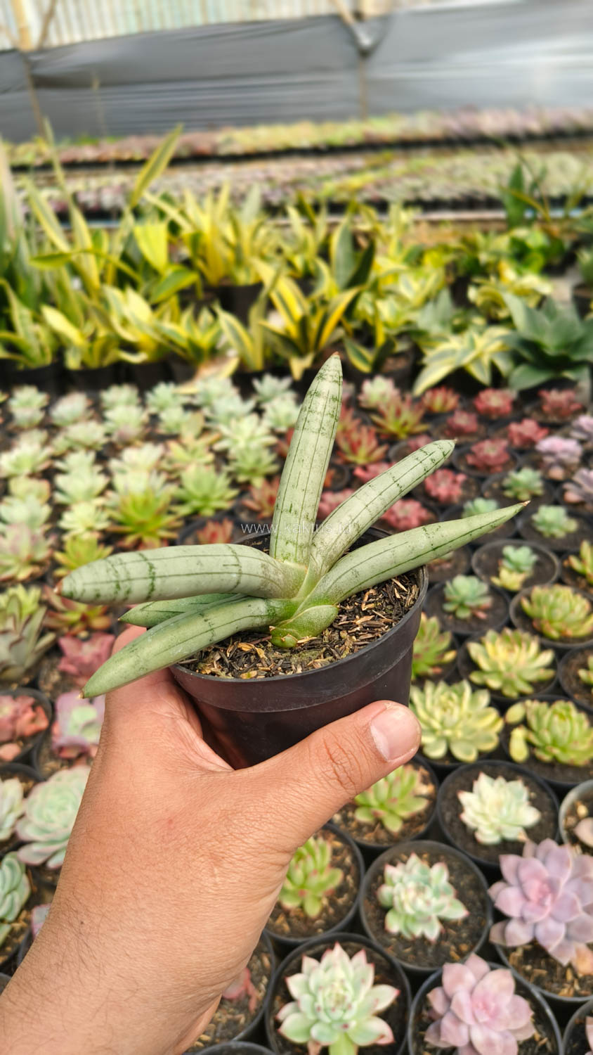 1046. Sansevieria Boncel Platinum - Image 4