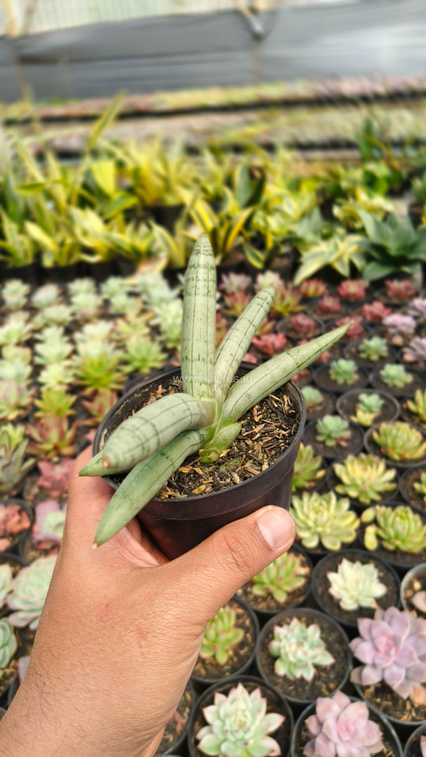1046. Sansevieria Boncel Platinum - Image 5
