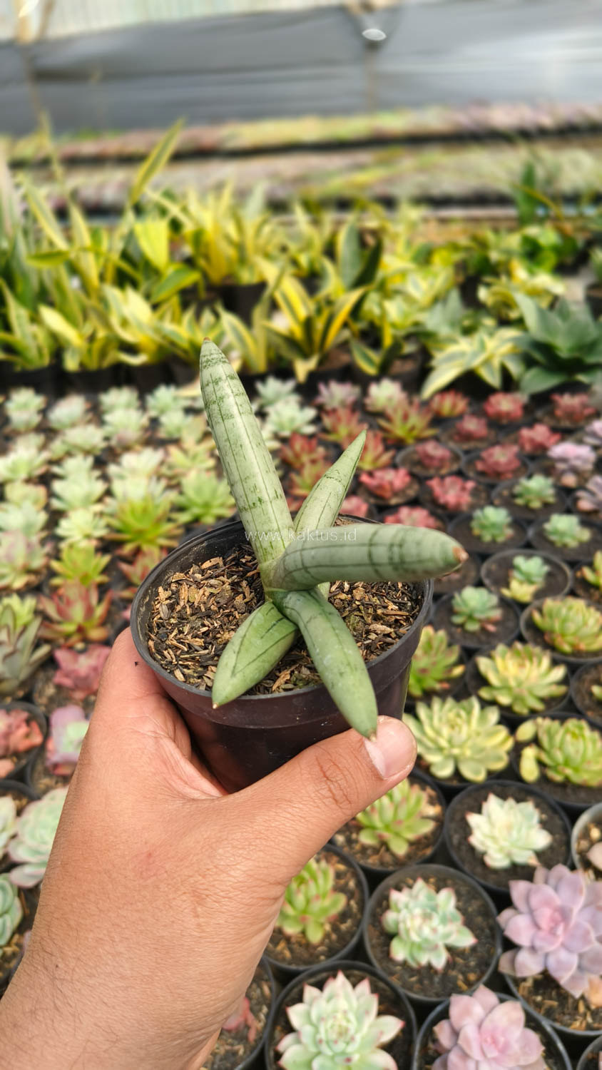1046. Sansevieria Boncel Platinum - Image 6