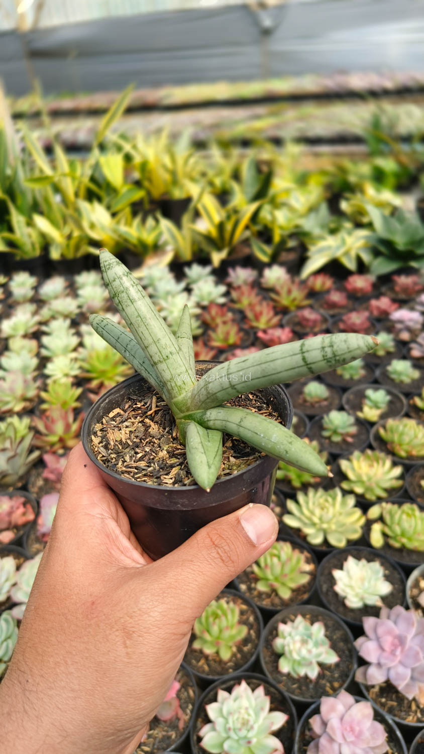 1046. Sansevieria Boncel Platinum - Image 7