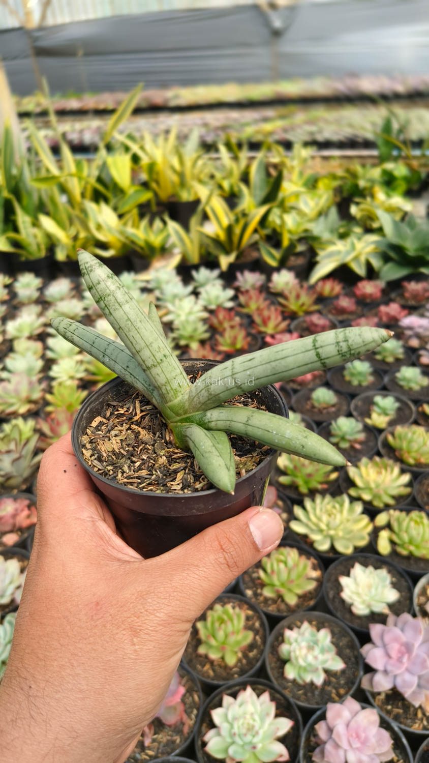 1046. Sansevieria Boncel Platinum - Image 8