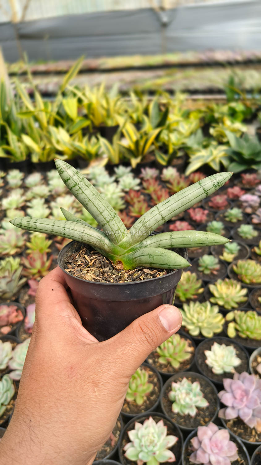 1046. Sansevieria Boncel Platinum - Image 9
