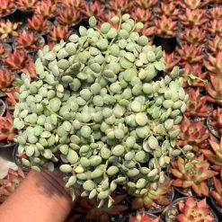 Alternative view of 1047. Dischidia Numularia Variegated Over Size Pot 10 Cm
