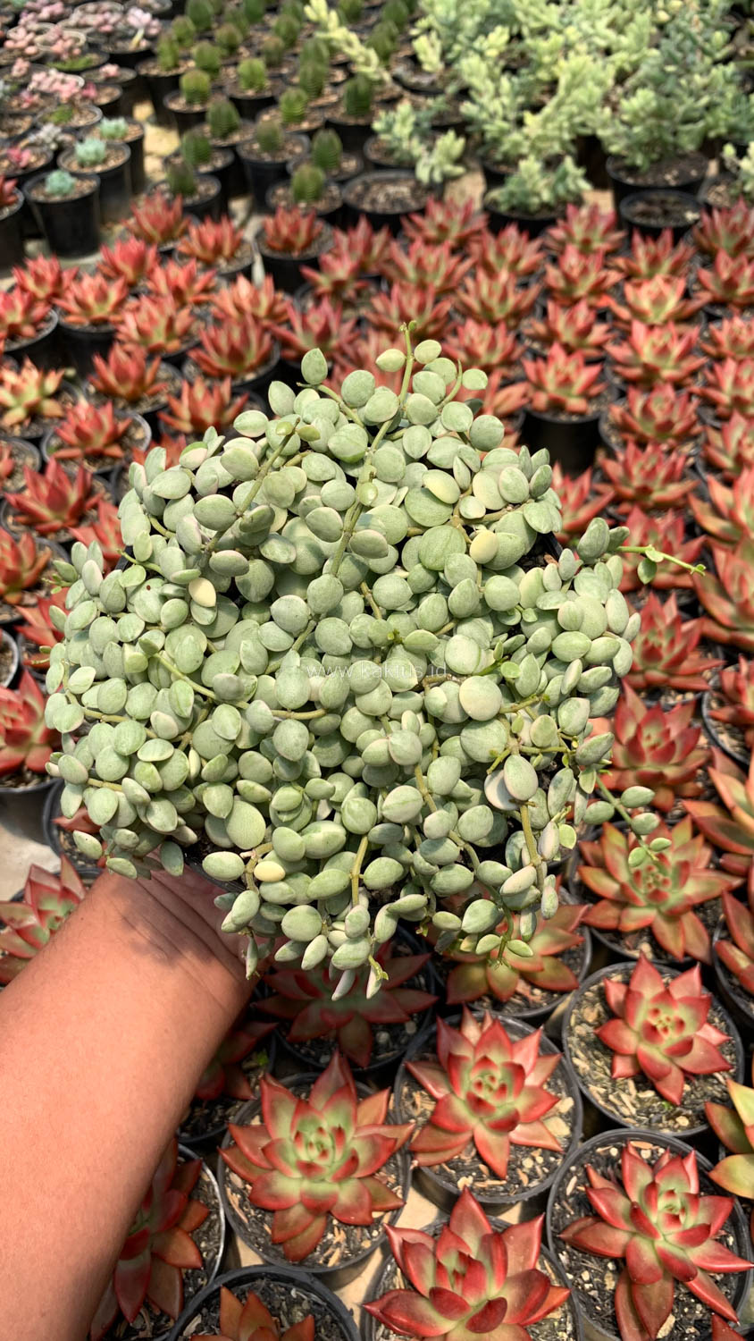 1047. Dischidia Numularia Variegated Over Size Pot 10 Cm - Image 2