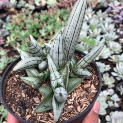 Alternative view of 1049. Sansevieria Boncel Platinum Cluster