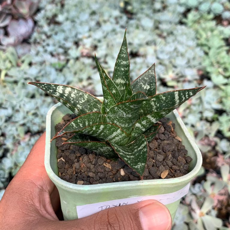 1534. Sansevieria Toxin Hybrid
