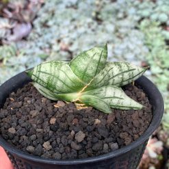 Alternative view of 1050. Sansevieria Manii