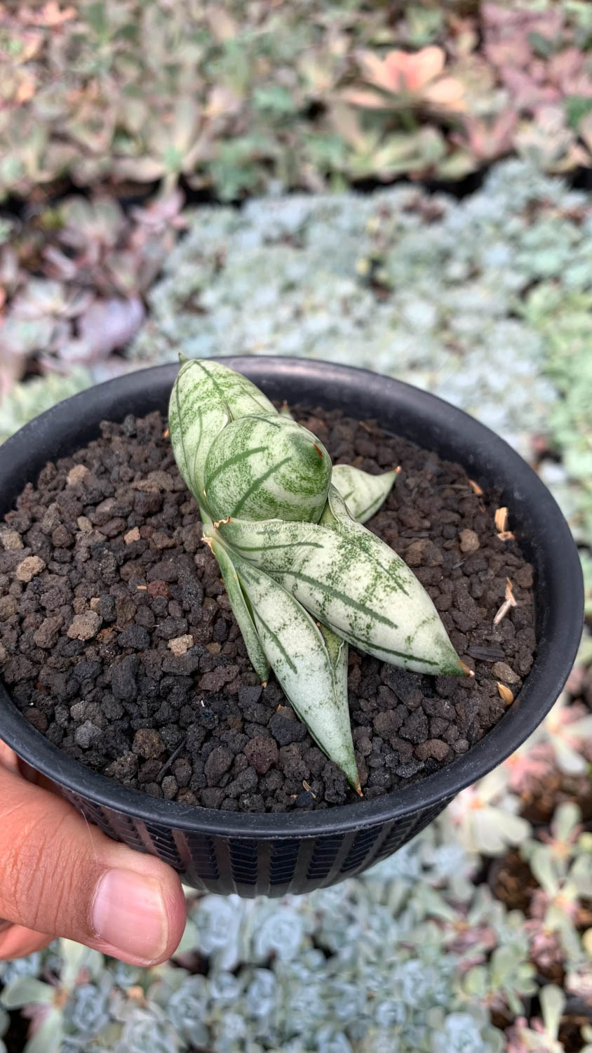 1050. Sansevieria Manii - Image 9