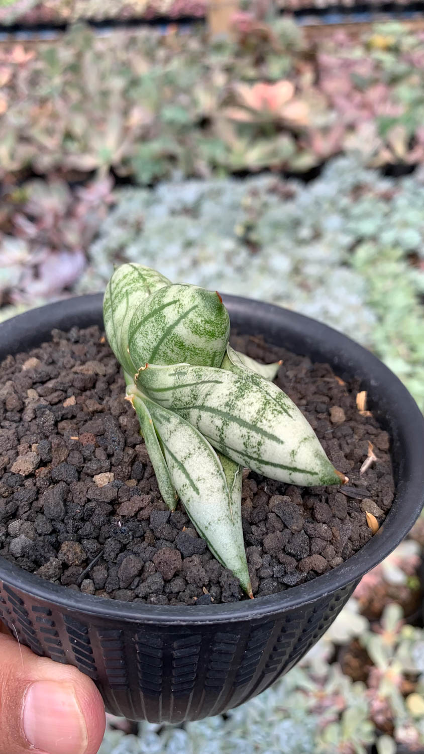 1050. Sansevieria Manii - Image 10