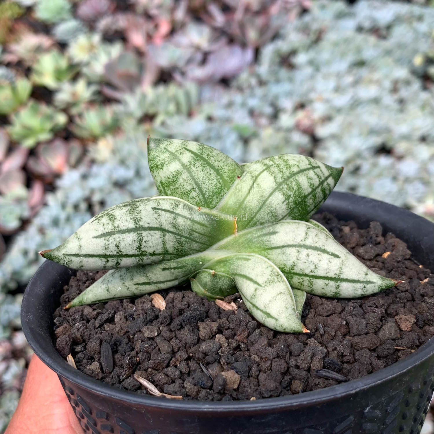 1050. Sansevieria Manii - Image 11