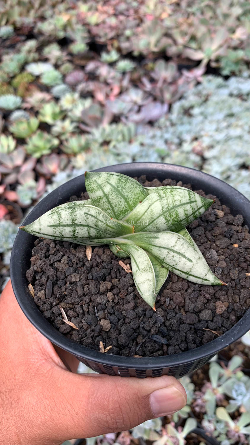 1050. Sansevieria Manii - Image 13
