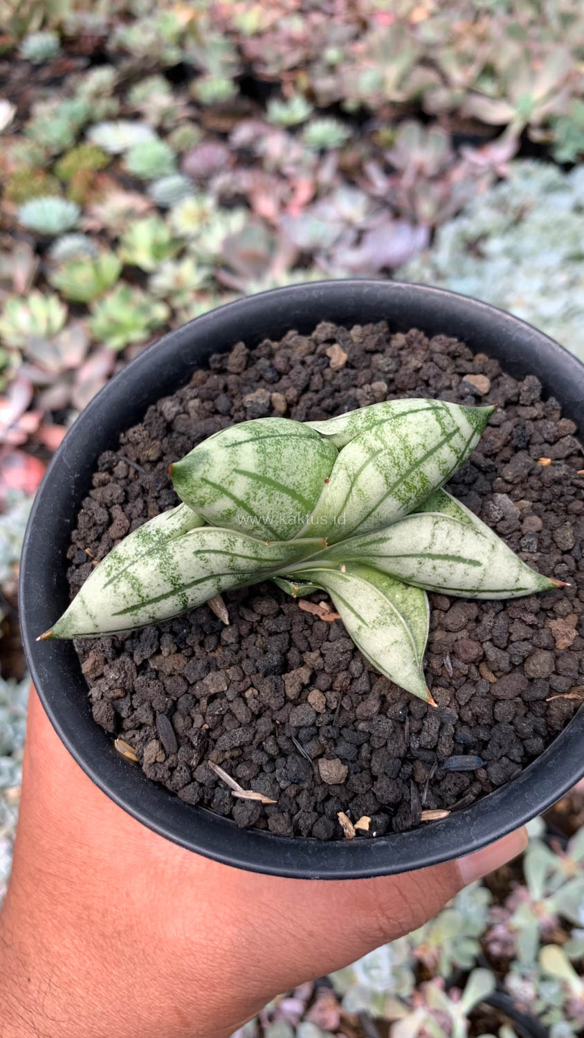 1050. Sansevieria Manii - Image 6