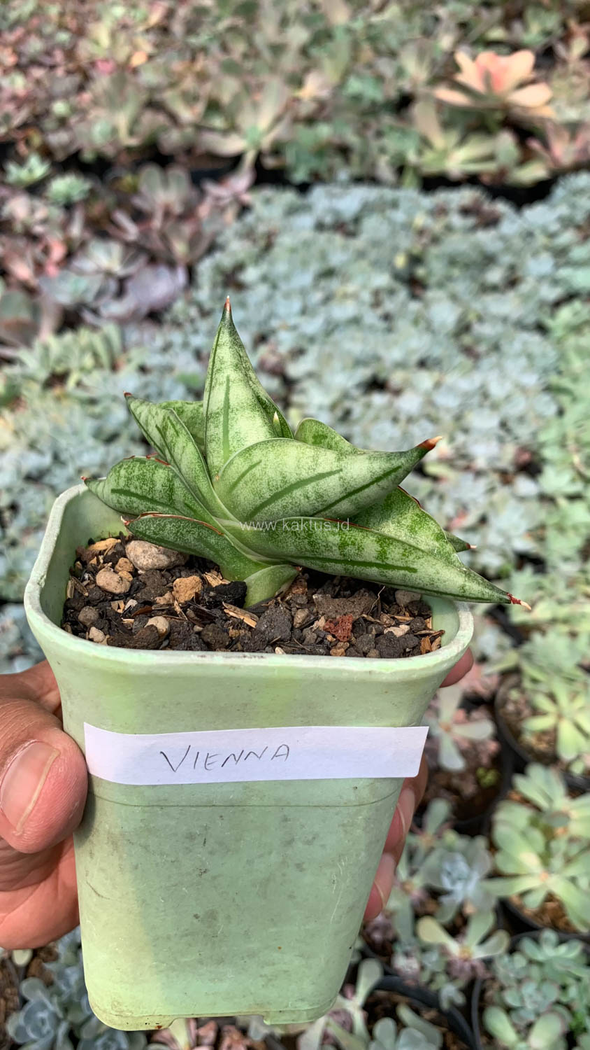 1051. Sansevieria Vienna - Image 4